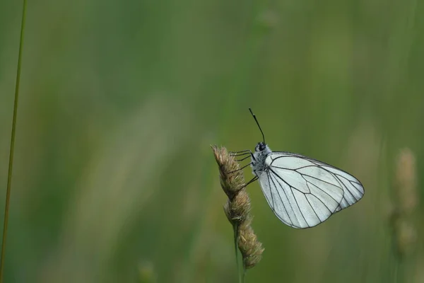Gros Plan Papillon Blanc Veiné Noir Dans Nature Fond Naturel — Photo