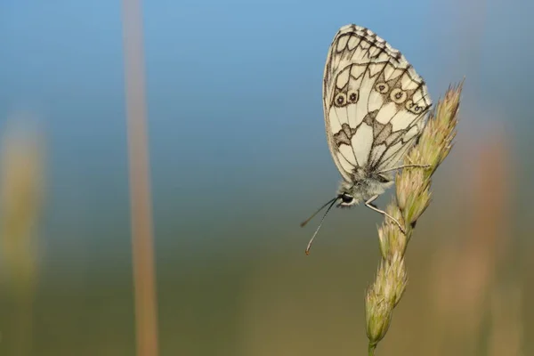 Papillon Blanc Marbré Dans Nature Sauvage Nature Estivale Fond Naturel — Photo