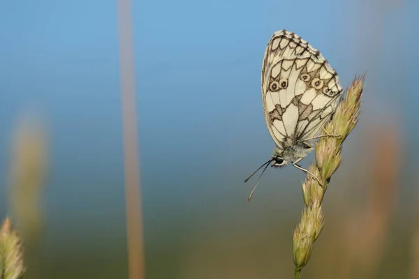Papillon Blanc Marbré Près Une Plante Dans Nature Environnement Naturel — Photo