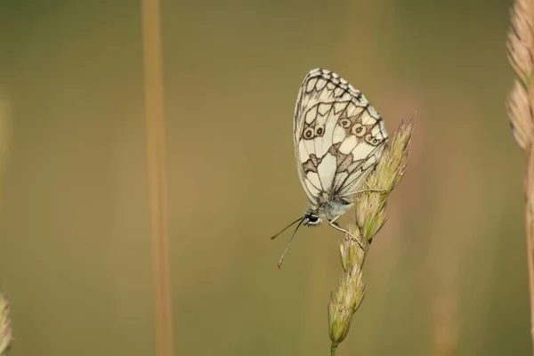 Крупним Планом Зображення Мармурового Білого Метелика Природі — стокове фото