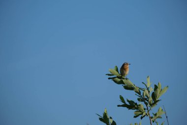 Vahşi, mavi gökyüzü arka planında bir daldaki Whinchat kuşu