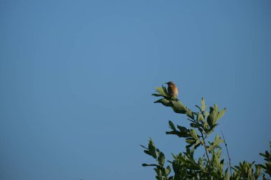 Vahşi, mavi arka planda bir ağaç dalındaki Whinchat kuşu.