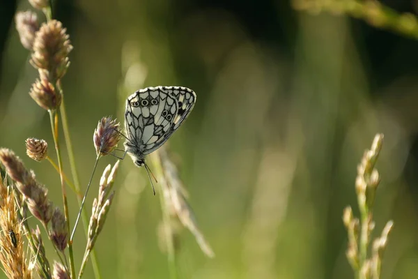 Gros Plan Papillon Blanc Marbré Dans Nature Reposant Sur Une — Photo