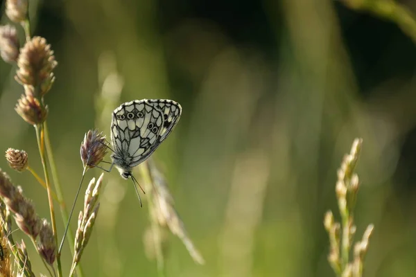 Papillon Blanc Marbré Dans Nature Papillon Noir Blanc Reposant Sur — Photo