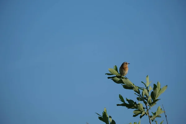 Oiseau Gémissant Sur Une Branche Dans Nature Fond Bleu Ciel — Photo