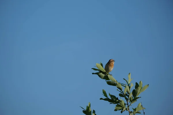 Whinchat Ptak Śpiewa Gałęzi Drzewa Dzikim Naturalnym Tle — Zdjęcie stockowe
