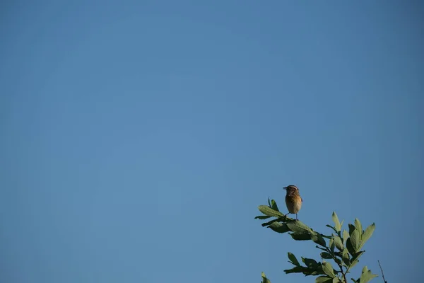 Whinchat Śpiew Ptaków Przyrodzie Naturalne Niebieskie Tło — Zdjęcie stockowe