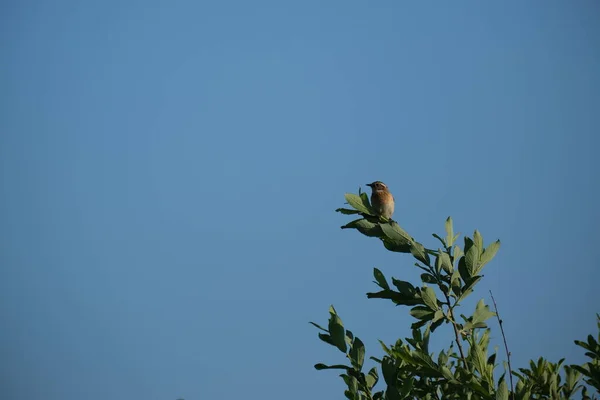 Whinchat Птах Гілці Дерева Дикому Природному Синьому Фоні — стокове фото