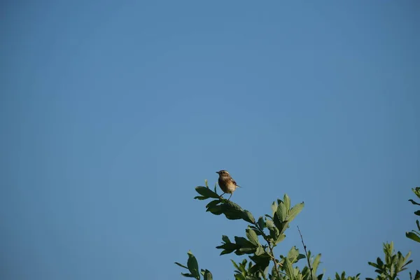 Whinchat Ptak Dziczy Spoczywa Zielonej Gałęzi Naturalne Tło — Zdjęcie stockowe