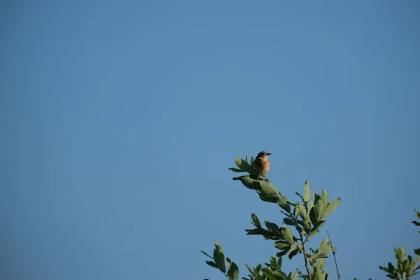 Whinchat Птах Гілці Дерева Природі Синій Фон — стокове фото