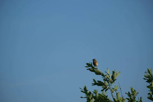 Whinchat Pájaro Una Rama Naturaleza Imagen Horizontal —  Fotos de Stock