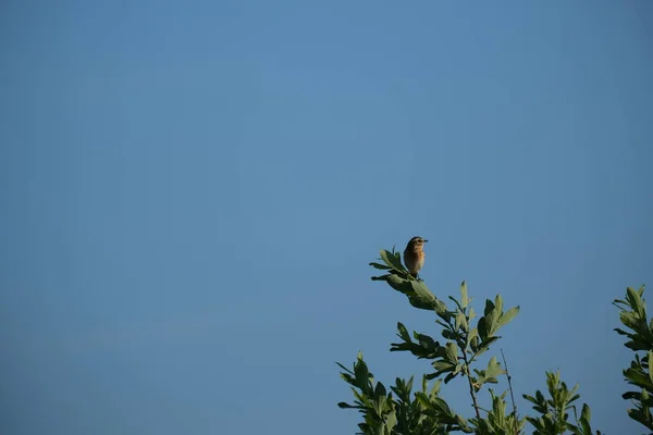 Whinchat Птах Гілці Природі Блакитне Небо Задньому Плані — стокове фото