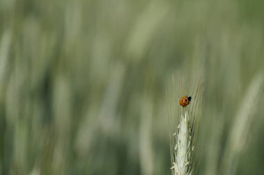 Çavdar bitkisinin üzerindeki uğur böceğini kapat.