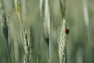 Uğurböceği vahşi doğada Yakın bir bitkinin üzerinde