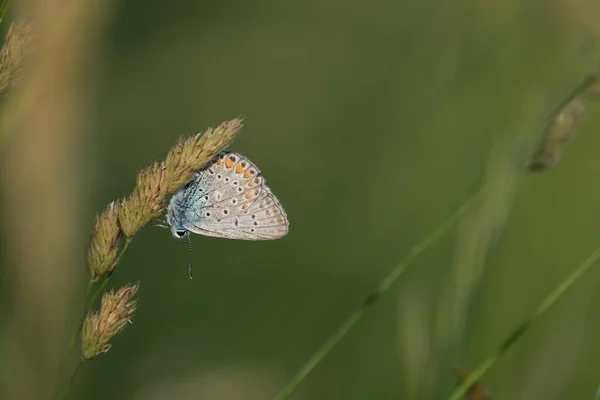 Braune Argus Schmetterling Makro Aus Nächster Nähe Wilden Natürlichen Hintergrund — Stockfoto