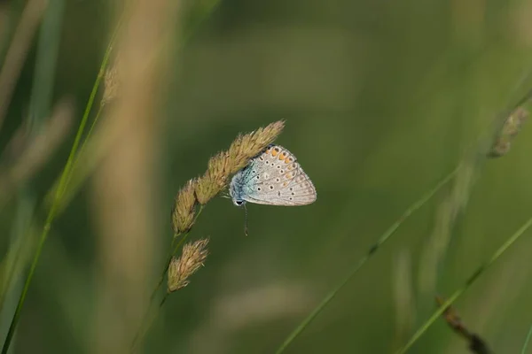 Motýl Hnědý Argus Zblízka Rostlině Divočině — Stock fotografie