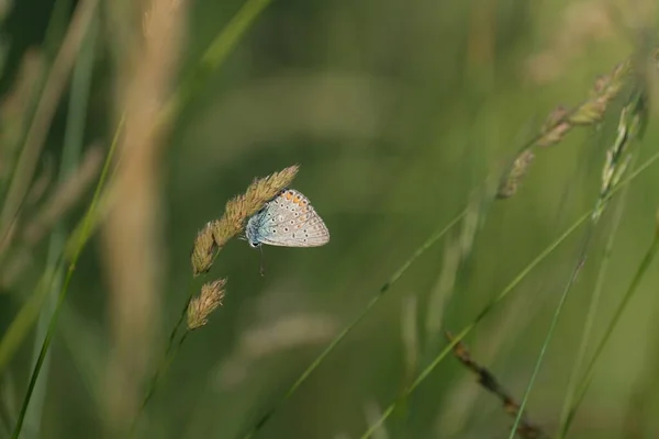 Brauner Argus Schmetterling Der Natur Auf Einer Pflanze Natürlicher Hintergrund — Stockfoto