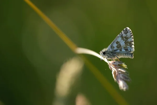 Papillon Hespérie Brun Blanc État Sauvage Sur Une Plante Hespérie — Photo