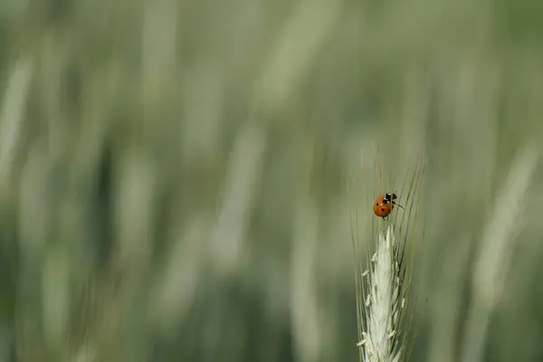 Ladybug Κοντά Ένα Εργοστάσιο Σίκαλης Στη Φύση Φυσικό Υπόβαθρο — Φωτογραφία Αρχείου