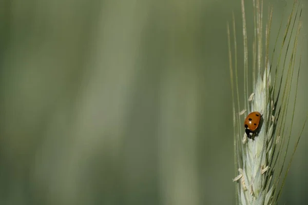 Nyckelpiga Insekt Växt Den Vilda Naturliga Gröna Bakgrunden — Stockfoto