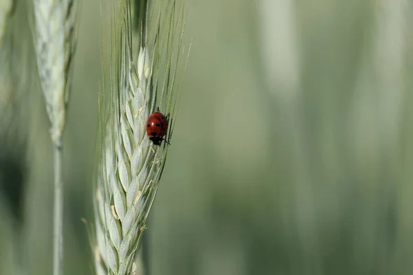 Ladybug Ένα Χωράφι Σίκαλης Στη Φύση Κλείστε — Φωτογραφία Αρχείου