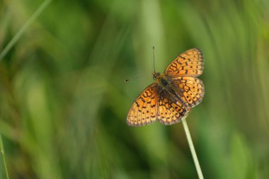 Daha küçük mermer uçlu Fritillary kelebek makrosu. Kapalı, açık kanatlar, bir bitkinin üzerinde dinleniyor.