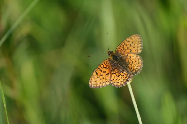 Farfalla Friabile Marmorizzata Minore Natura Poggiata Una Farfalla Vegetale Arancione — Foto Stock