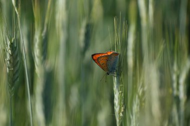 Doğada doğal yeşil arka planda, büyük bakır kelebeği.