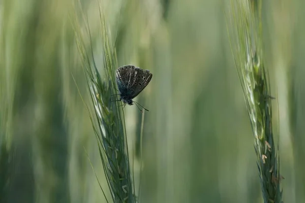 Mały Szary Niebieski Motyl Latającym Zbliżeniu — Zdjęcie stockowe