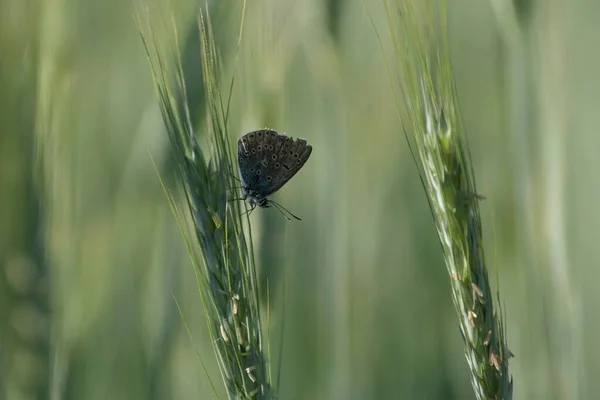 Motyl Uszkodzonymi Skrzydłami Żytniej Roślince Bliska — Zdjęcie stockowe