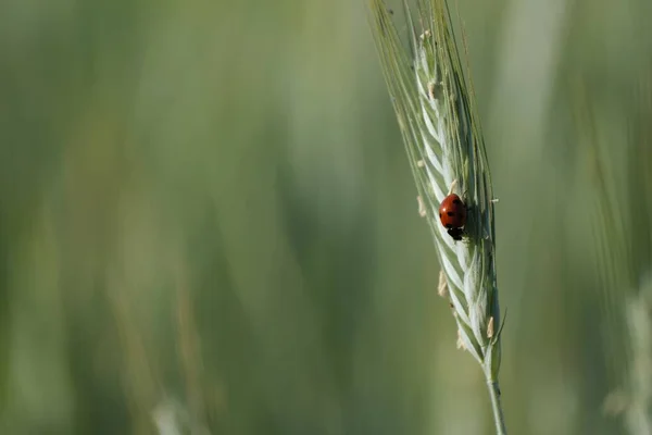 Coccinelle Sur Une Plante Seigle Dans Nature Petit Insecte Rouge — Photo