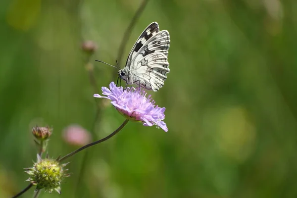 Marmorierte Weiße Nahaufnahme Auf Einer Lila Wildblume Der Natur Schwarzer — Stockfoto