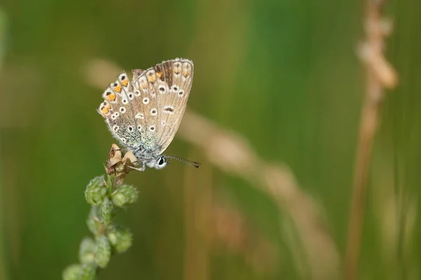 Papillon Argus Brun Avec Des Ailes Endommagées Dans Nature — Photo