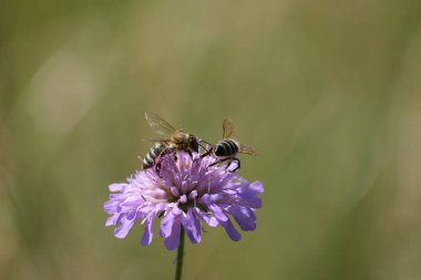 Doğada açan mor çiçeğe iki arı yaklaşıyor, doğal arka plan.