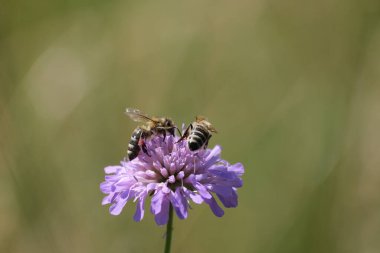 Vahşi doğada iki arı bir tarlaya yaklaşır.