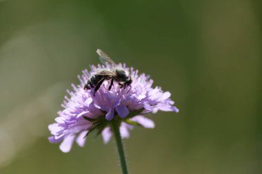 Doğada mor bir kır çiçeğinin üzerindeki arıyı kapat.