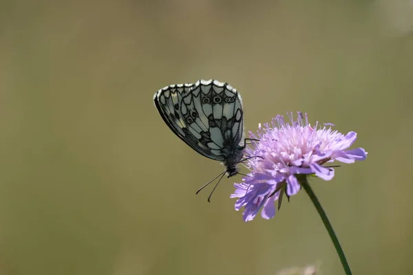 Zblízka Černobílý Motýl Přírodě Přírodní Pozadí — Stock fotografie