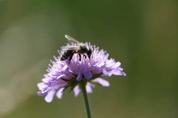 Μακρο Κοντινό Πλάνο Μιας Μέλισσας Ένα Ανθισμένο Λουλούδι Στη Φύση — Φωτογραφία Αρχείου