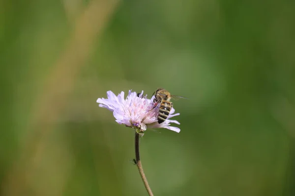 Μια Μέλισσα Ένα Μωβ Αγριολούλουδο Εξωτερικούς Χώρους Φυσικό Πράσινο Φόντο — Φωτογραφία Αρχείου