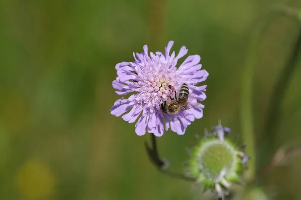 Biene Auf Einem Feld Krätze Lila Wildblume Von Oben — Stockfoto