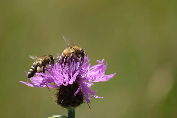 Κοντινό Πλάνο Δύο Μελισσών Ένα Μωβ Λουλούδι Στη Φύση — Φωτογραφία Αρχείου