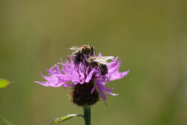 Δύο Μέλισσες Ένα Μωβ Αγριολούλουδο Στη Φύση — Φωτογραφία Αρχείου