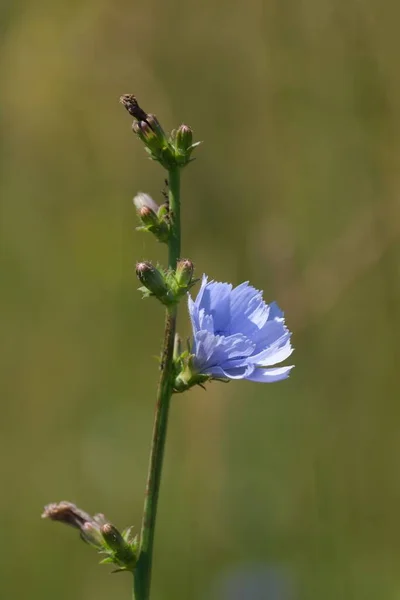 Common Chicory Flower Wild Blue Daisy Nature Vertical Image — Stock Photo, Image