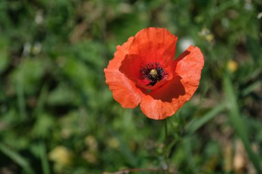 Yabani gelincik, kırmızı çiçek başı vahşi, doğal çevrede