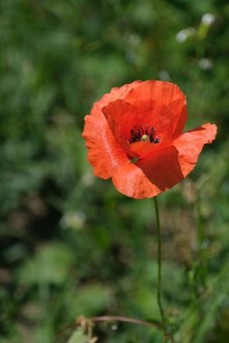 Doğada kırmızı çiçek, yakın çiçek başı, vahşi doğada kırmızı haşhaş.
