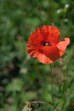 Haşhaş çiçeğinin dikey görüntüsü, kırmızı çiçek doğada