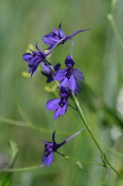 Çatallanan tarla kuşu doğada, dikey görüntü, yeşil arkaplan