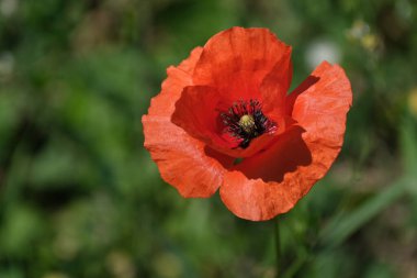 Yabani gelincik başlıklı makro doğaya yakın.