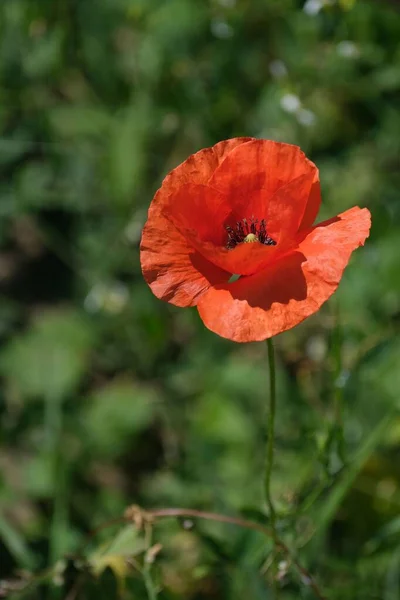 stock image Wild poppy in nature, close up flower head, vertical image