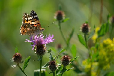 Mor kır çiçeğinin üzerindeki boyalı bayan kelebek. Yakın plan, doğal arkaplan.